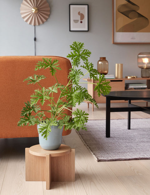 Nomad Plant Stand Small Natural